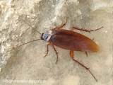 Cockroach Images