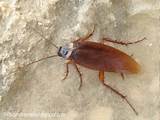 Pictures of Picture Of Cockroach