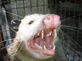 Images of Rodent Opossum