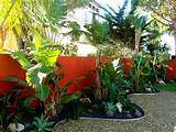 Pictures of Tropical Landscape Plants