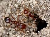 Where Do Carpenter Ants Live Images