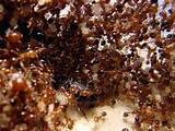 Photos of Video Of Fire Ants