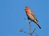 Pictures of House Finch Red