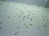 Termite Swarm Inside House Images