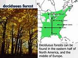Where Can Deciduous Forests Be Found Images