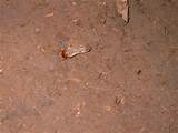 Termite Info Images