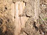 Photos of Termite Trees