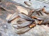 Ground Termites Vs Wood Termites
