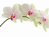 Images of White Orchid Flower Images
