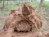 Photos of Colony Termite