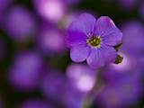 Small Purple Flowers Names Pictures