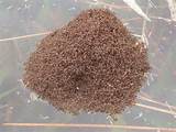 Images of Fire Ants Raft Flood