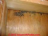 Infestation Of Carpenter Ants Photos