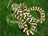 Pictures of Carpet Python
