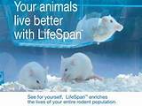 Rodent Lifespan
