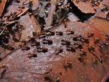 Images of Cellulose Termites