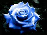 Blue Rose Flower Images