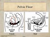 Images of Pelvic Floor Exercises Ejaculation