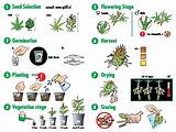 Images of Best Marijuana Growing Guide