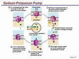 Pictures of Sodium Potassium Pump
