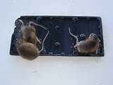 Images of Glue Mouse Trap