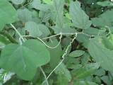 Pictures of 3 Leaf Vine With Purple Flowers