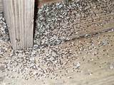 Termites Houston Tx Pictures