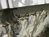 Pictures of Carpenter Ants Under Siding