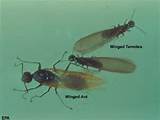 Images of Winged Termite Vs Winged Ant
