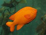 Photos of Fish Orange