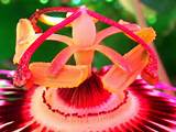 Images of Parasol Flower