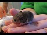 Humane Mouse Trap Images