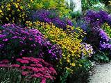 Images of Perennial Cut Flower Garden Plans
