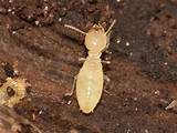 Photos of Formosan Termite Pictures
