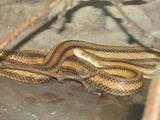 Yellow Rat Snake Pictures