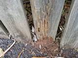 Pictures of Treated Pine Termites