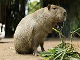 Worlds Largest Rodent