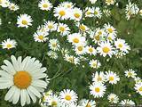 Pictures of Daisy Flower Wallpaper