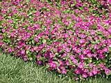 Pictures of Electric Blanket Groundcover Rose