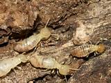 Economic Importance Of Termite Pictures