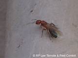 Flying Termite Size Photos