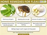 Safe Home Remedies For Fleas On Dogs Images