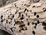 Photos of Termite Holes