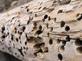 Termite Damage Sawdust Images