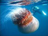 Where Can Jellyfish Be Found Images