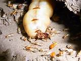 Queen Termite Size Images