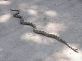 Gray Rat Snake