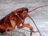 What Is A Flying Cockroach Photos