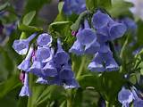 True Blue Flowers Perennials Images