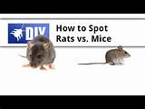 Photos of Rat Vs Mouse Poop